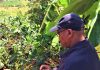 Déo Guide Rurema, le ministre en charge de l'environnement,l'agriculture et l'elevage lance la campagne café 2020-2021 en province Cibitoke.